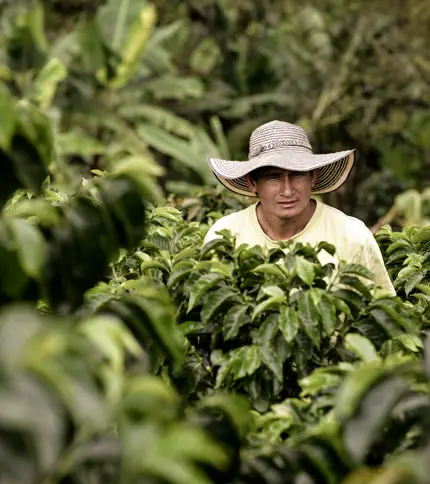 SUSTAINABILITY AAA SUSTAINABILITY AAA COLOMBIA CALDAS NSAB P ONKEN 7211.JPG 21102015150644830 (1)